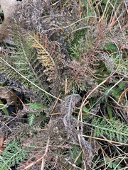 Achillea millefolium