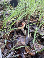 Russula cremoricolor
