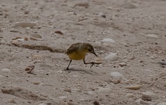 Epthianura aurifrons
