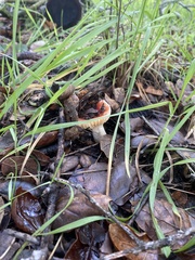 Russula cremoricolor