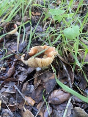 Russula cremoricolor