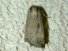 Tathorhynchus exsiccata