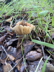 Russula cremoricolor