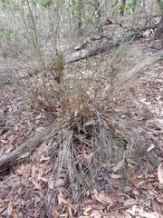Austrostipa ramosissima