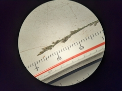 Muhlenbergia richardsonis