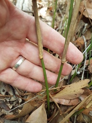 Austrostipa ramosissima