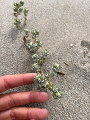 Atriplex billardierei