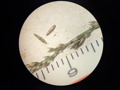 Muhlenbergia richardsonis