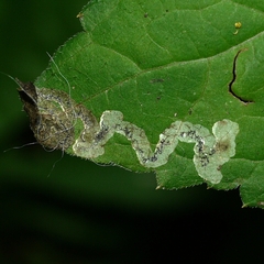 Liriomyza carphephori