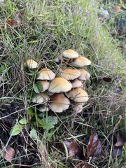 Hypholoma capnoides