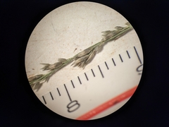 Muhlenbergia richardsonis