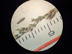 Muhlenbergia richardsonis