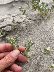 Atriplex billardierei
