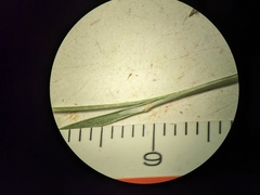 Muhlenbergia richardsonis