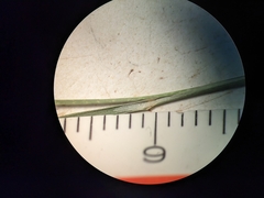 Muhlenbergia richardsonis