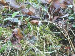 Antennaria solitaria