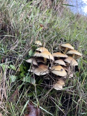 Hypholoma capnoides