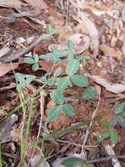 Glycine cyrtoloba