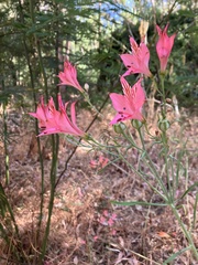Alstroemeria