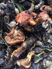 Lactarius rufulus