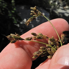 Scirpus pendulus