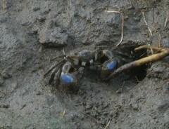 Australoplax tridentata