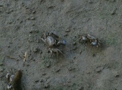 Australoplax tridentata