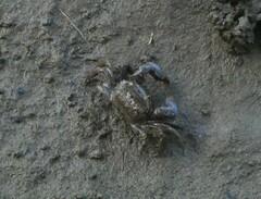 Australoplax tridentata