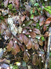 Antennaria solitaria