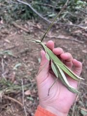Tropidoderus childrenii