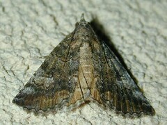 Eubolina impartialis