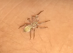 Anyphaenidae