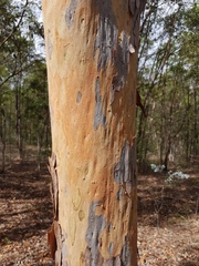 Angophora leiocarpa