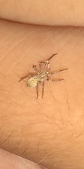 Anyphaenidae