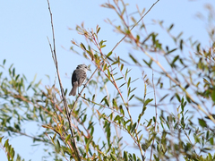 Serpophaga subcristata