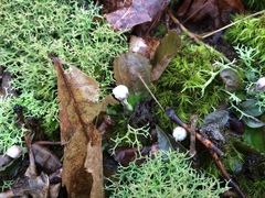 Antennaria solitaria