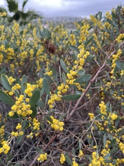 Acacia redolens