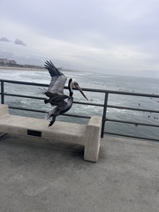 Pelecanus occidentalis