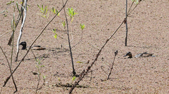 Heteronetta atricapilla