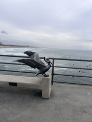 Pelecanus occidentalis