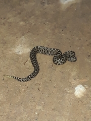 Crotalus aquilus
