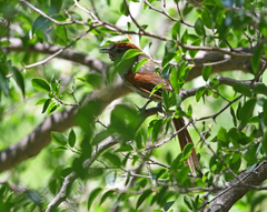 Synallaxis frontalis