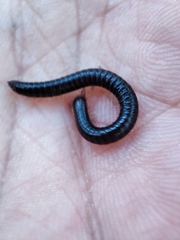 Julidae