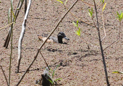 Heteronetta atricapilla