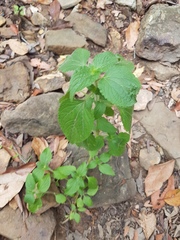 Ageratum houstonianum