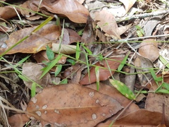 Ottochloa gracillima
