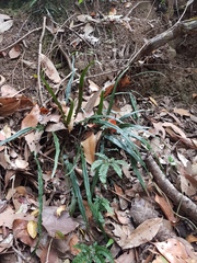 Asplenium attenuatum