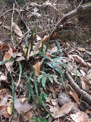 Asplenium attenuatum