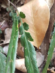 Asplenium attenuatum