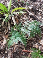 Davallia solida pyxidata